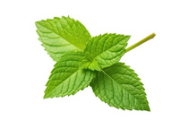 Mint