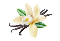 Vanilla